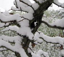 hawthorn bonsai snow
